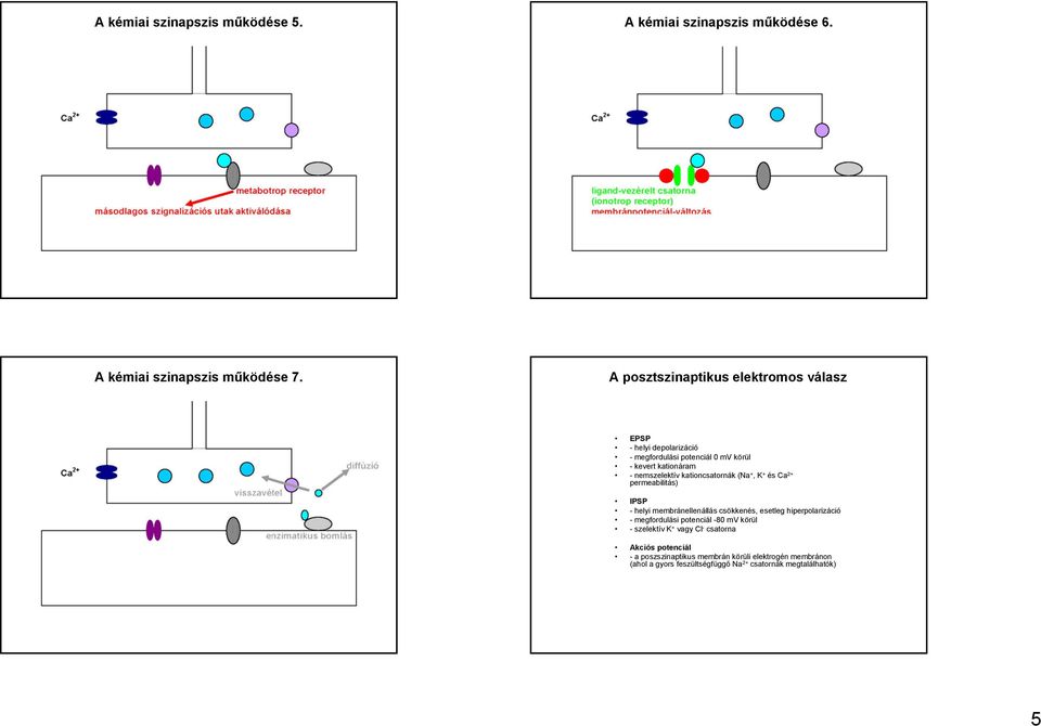 kationcsatornák (Na +, K + és Ca 2+ permeabilitás) IPSP - helyi membránellenállás csökkenés, esetleg hiperpolarizáció - megfordulási