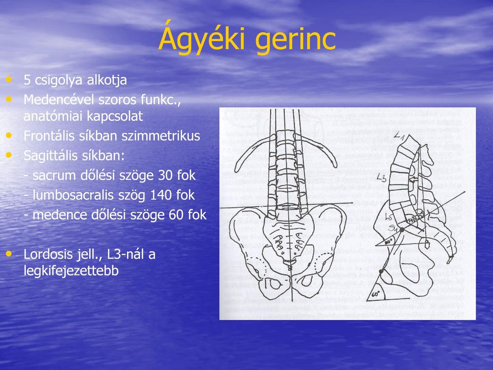 síkban: - sacrum dőlési szöge 30 fok - lumbosacralis szög 140 fok