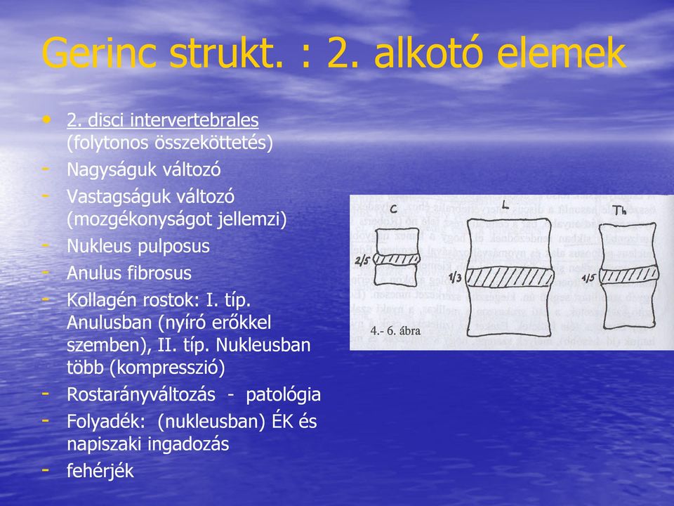 (mozgékonyságot jellemzi) - Nukleus pulposus - Anulus fibrosus - Kollagén rostok: I. típ.