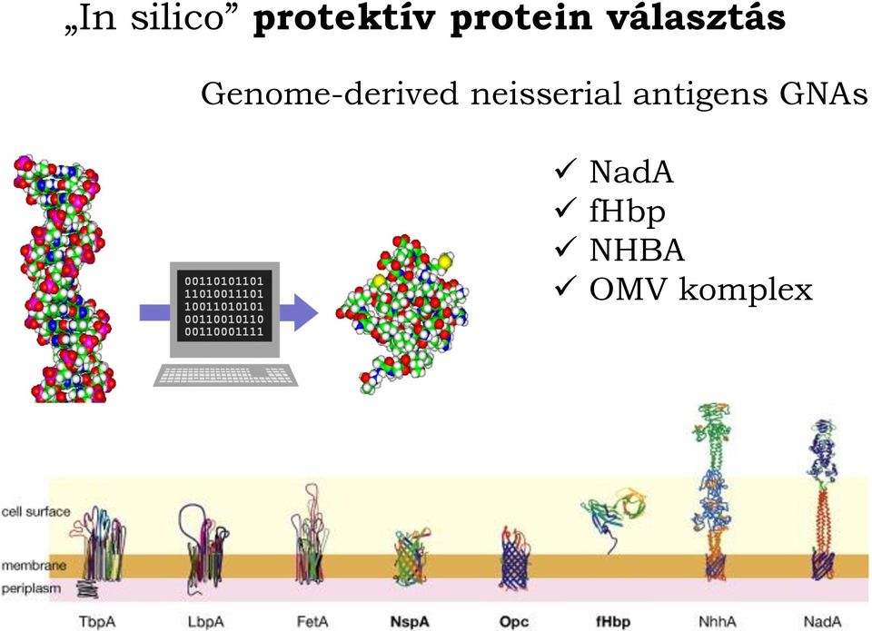 Genome-derived neisserial