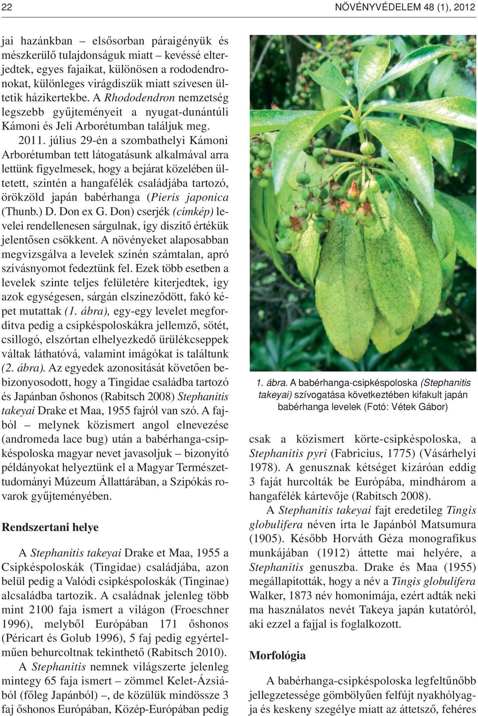 július 29-én a szombathelyi Kámoni Arborétumban tett látogatásunk alkalmával arra lettünk figyelmesek, hogy a bejárat közelében ültetett, szintén a hangafélék családjába tartozó, örökzöld japán
