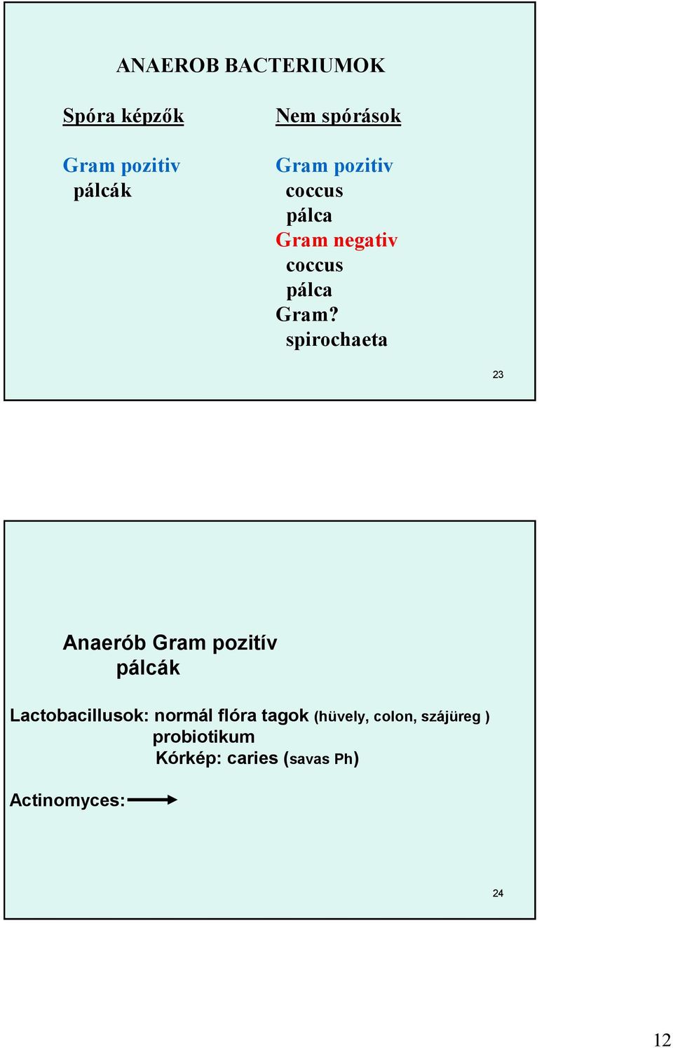 spirochaeta 23 Anaerób Gram pozitív pálcák Lactobacillusok: normál flóra