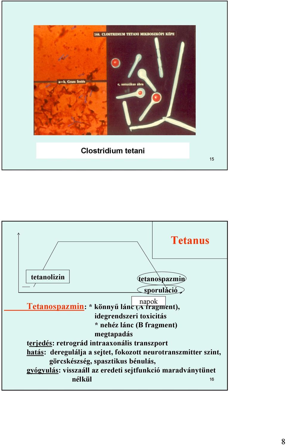 retrográd intraaxonális transzport hatás: deregulálja a sejtet, fokozott neurotranszmitter szint,