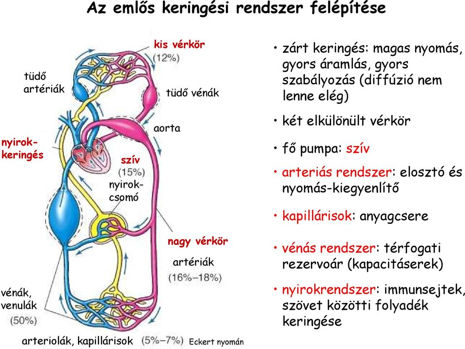 rendszer: elosztó és nyomás-kiegyenlítı kapillárisok: anyagcsere nagy vérkör artériák vénás rendszer: térfogati rezervoár