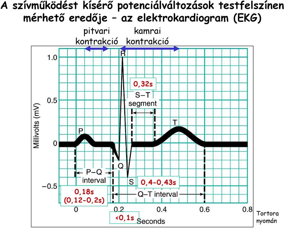 elektrokardiogram (EKG) pitvari kontrakció