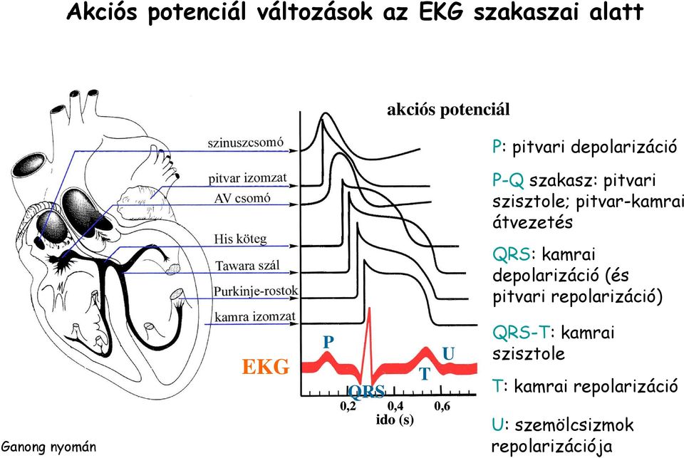 depolarizáció (és pitvari repolarizáció) Ganong nyomán EKG P QRS U T 0,2 0,4 0,6