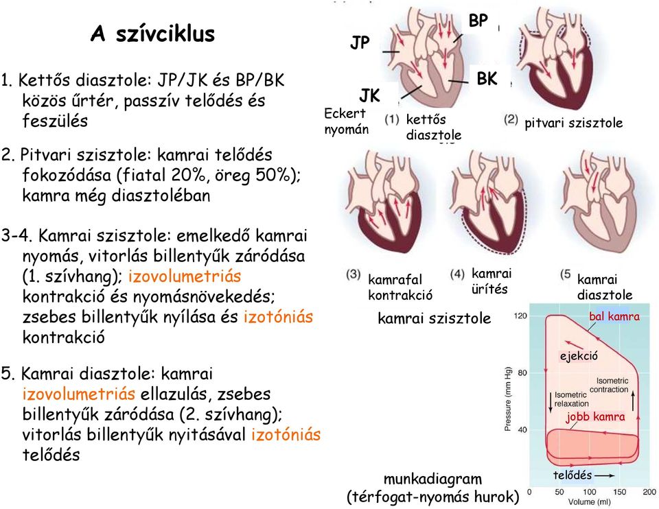 Kamrai szisztole: emelkedı kamrai nyomás, vitorlás billentyők záródása (1.