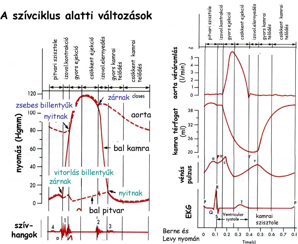 elernyedés gyors kamrai telıdés csökkent kamrai telıdés EKG vénás pulzus kamra térfogat (ml) aorta véráramlás (l/min) pitvari