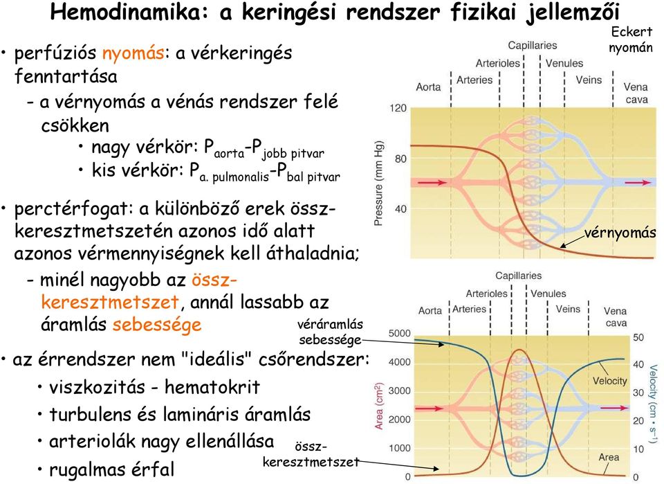 pulmonalis -P bal pitvar Eckert nyomán perctérfogat: a különbözı erek összkeresztmetszetén azonos idı alatt azonos vérmennyiségnek kell áthaladnia; -