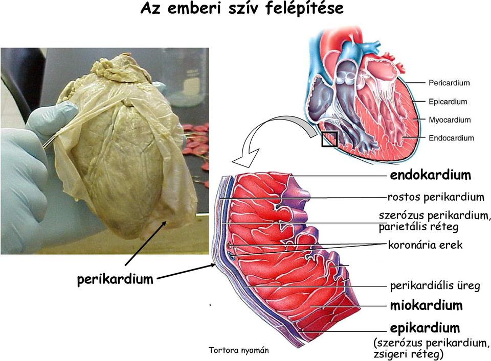 koronária erek perikardium Tortora nyomán