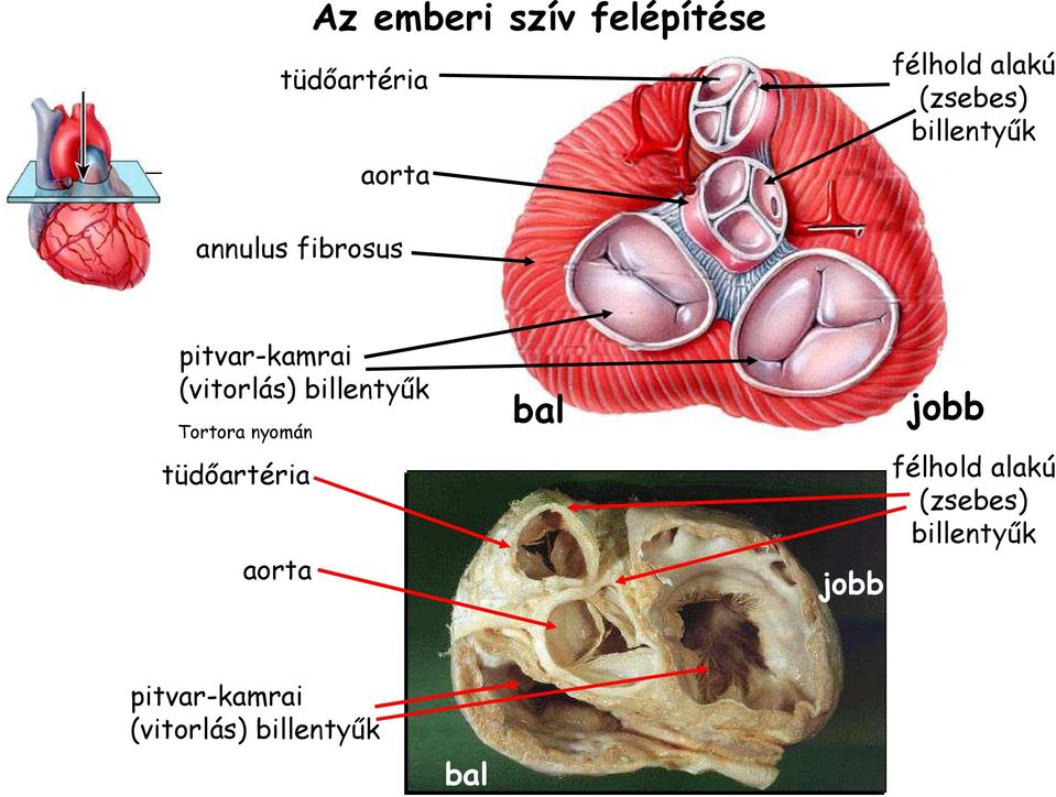 billentyők Tortora nyomán tüdıartéria aorta bal jobb jobb