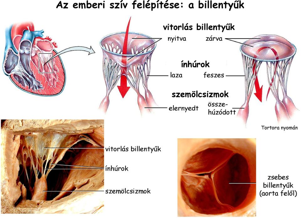 elernyedt feszes összehúzódott Tortora nyomán vitorlás