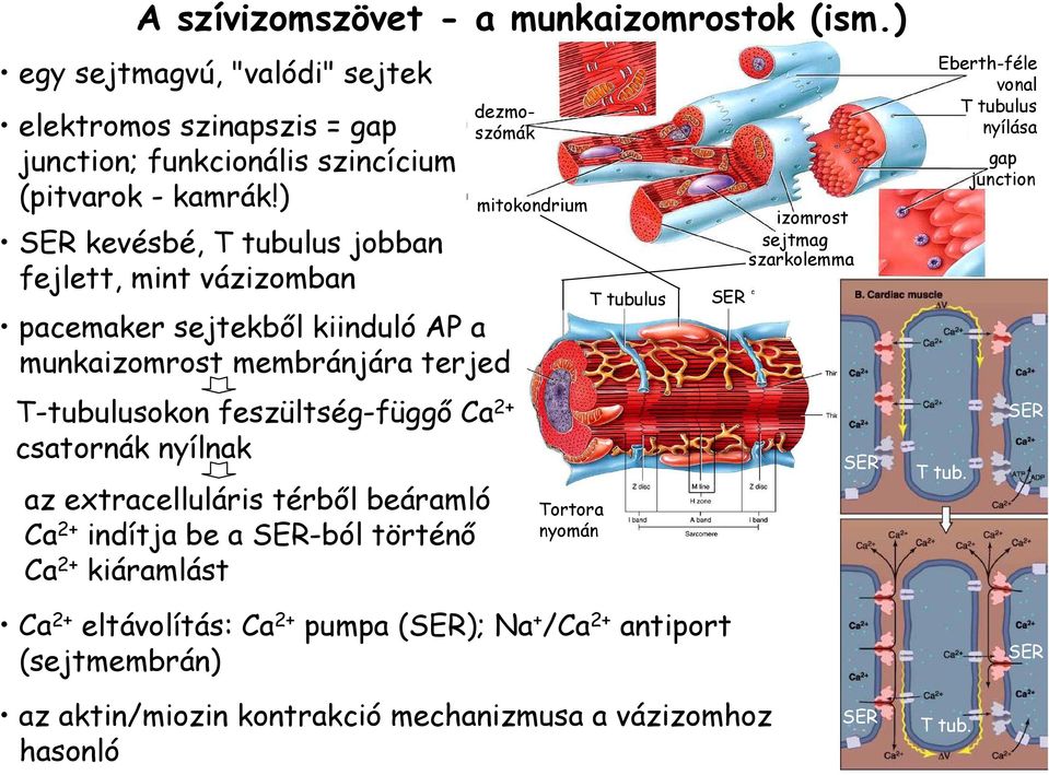 csatornák nyílnak az extracelluláris térbıl beáramló Ca 2+ indítja be a SER-ból történı Ca 2+ kiáramlást mitokondrium Tortora nyomán T tubulus Ca 2+ eltávolítás: Ca 2+ pumpa