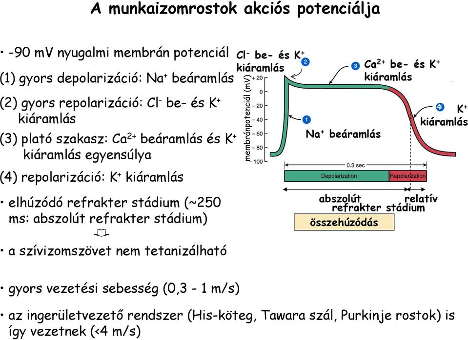 refrakter stádium) Cl - be- és K + kiáramlás membránpotenciál (mv) Na + beáramlás Ca 2+ be- és K + kiáramlás abszolút relatív refrakter stádium összehúzódás 4 K