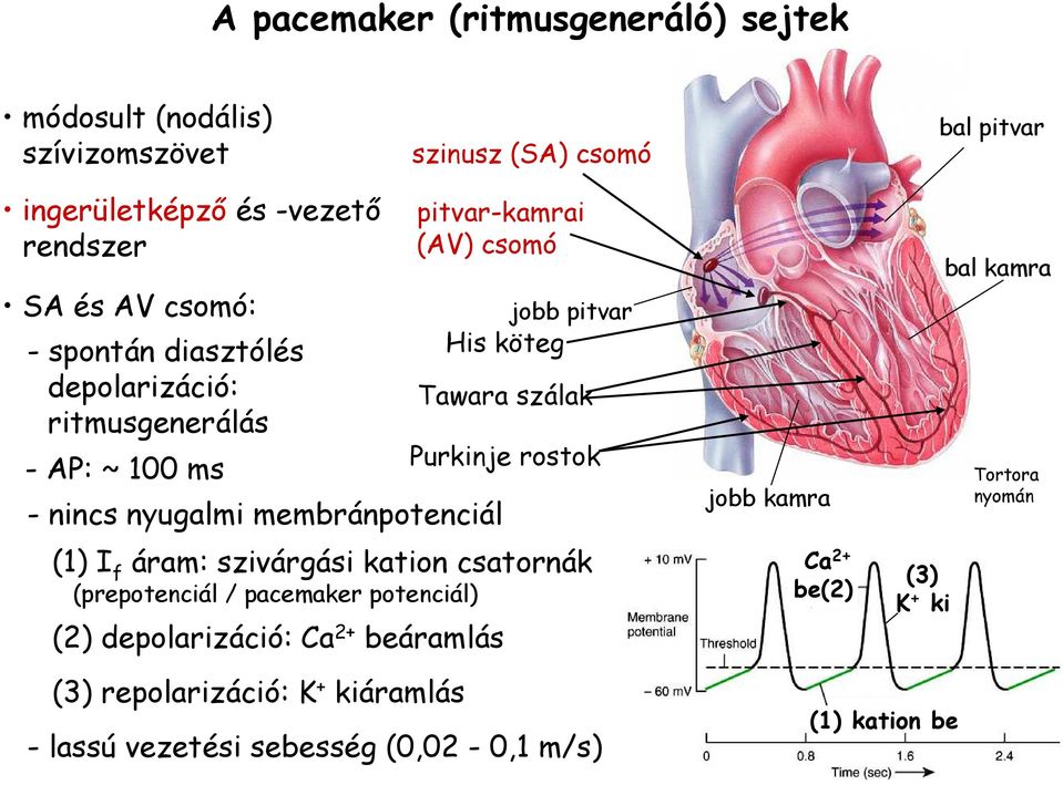 pitvar Tawara szálak Purkinje rostok (1) I f áram: szivárgási kation csatornák (prepotenciál / pacemaker potenciál) (2) depolarizáció: Ca 2+