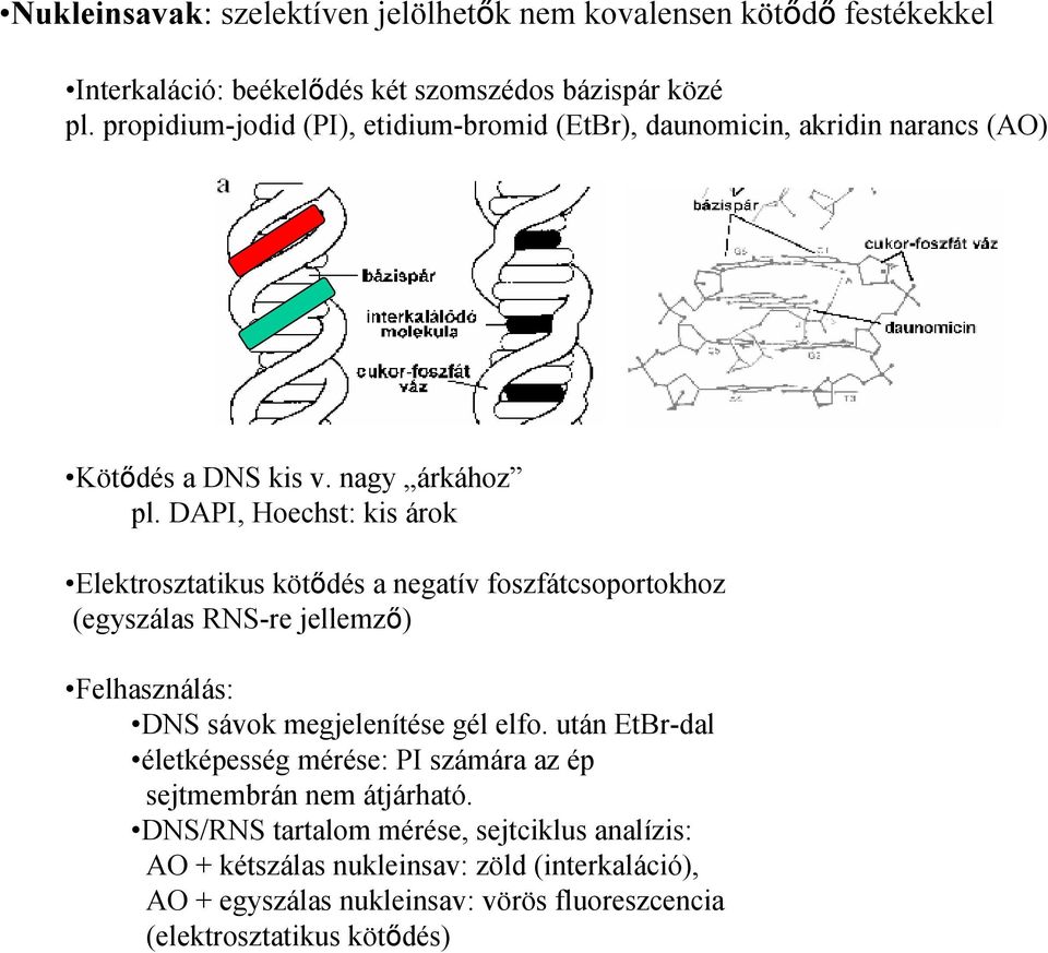 DAPI, Hoechst: kis árok Elektrosztatikus kötődés a negatív foszfátcsoportokhoz (egyszálas RNS-re jellemző) Felhasználás: DNS sávok megjelenítése gél elfo.