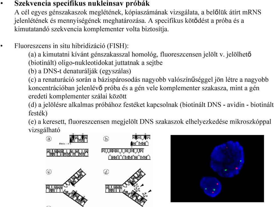 Fluoreszcens in situ hibridizáció (FISH): (a) a kimutatni kívánt génszakasszal homológ, fluoreszcensen jelölt v.