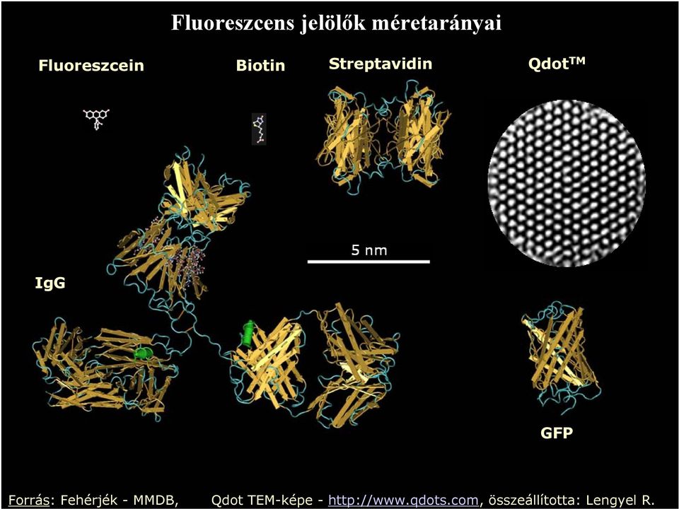 IgG GFP Forrás: Fehérjék - MMDB, Qdot