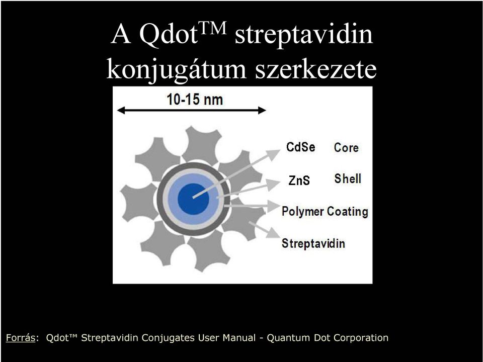 Qdot Streptavidin Conjugates