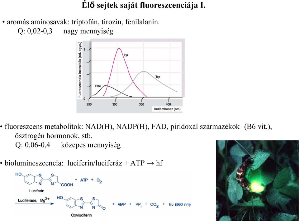 Q: 0,02-0,3 nagy mennyiség fluoreszcens metabolitok: NAD(H), NADP(H), FAD,