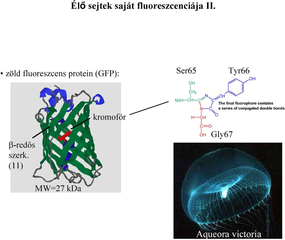 (GFP): Ser65 Tyr66 β-redős szerk.