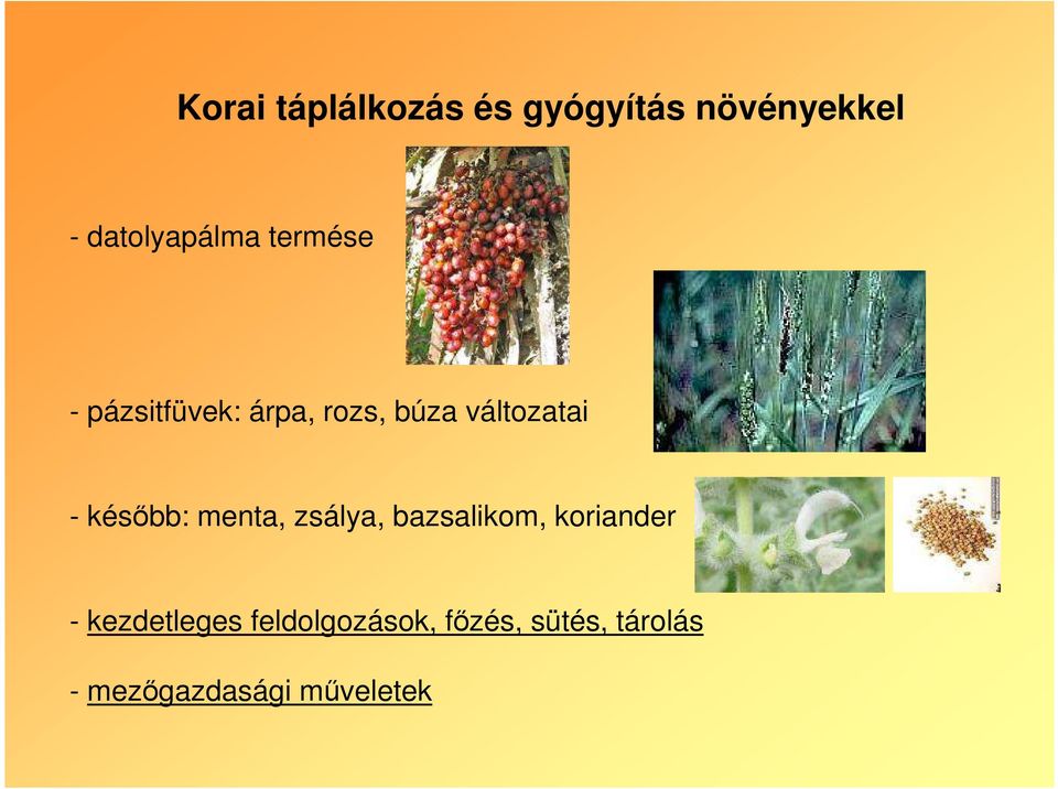 késıbb: menta, zsálya, bazsalikom, koriander -