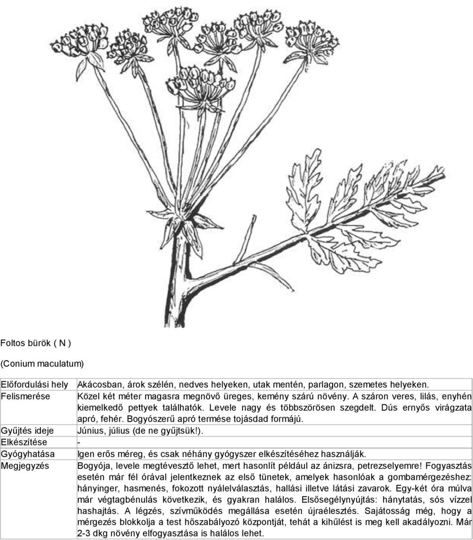 Június, július (de ne gyűjtsük!). - Igen erős méreg, és csak néhány gyógyszer elkészítéséhez használják. Bogyója, levele megtévesztő lehet, mert hasonlít például az ánizsra, petrezselyemre!