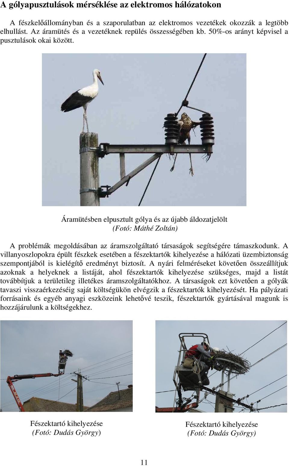 Áramütésben elpusztult gólya és az újabb áldozatjelölt (Fotó: Máthé Zoltán) A problémák megoldásában az áramszolgáltató társaságok segítségére támaszkodunk.