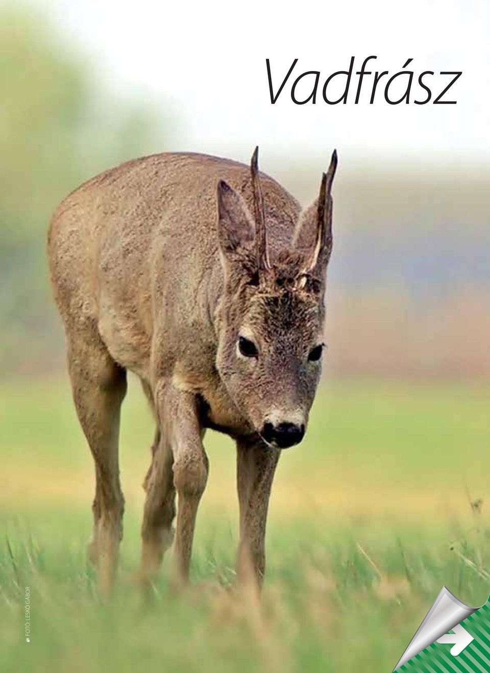 LESKÓ GÁBOR
