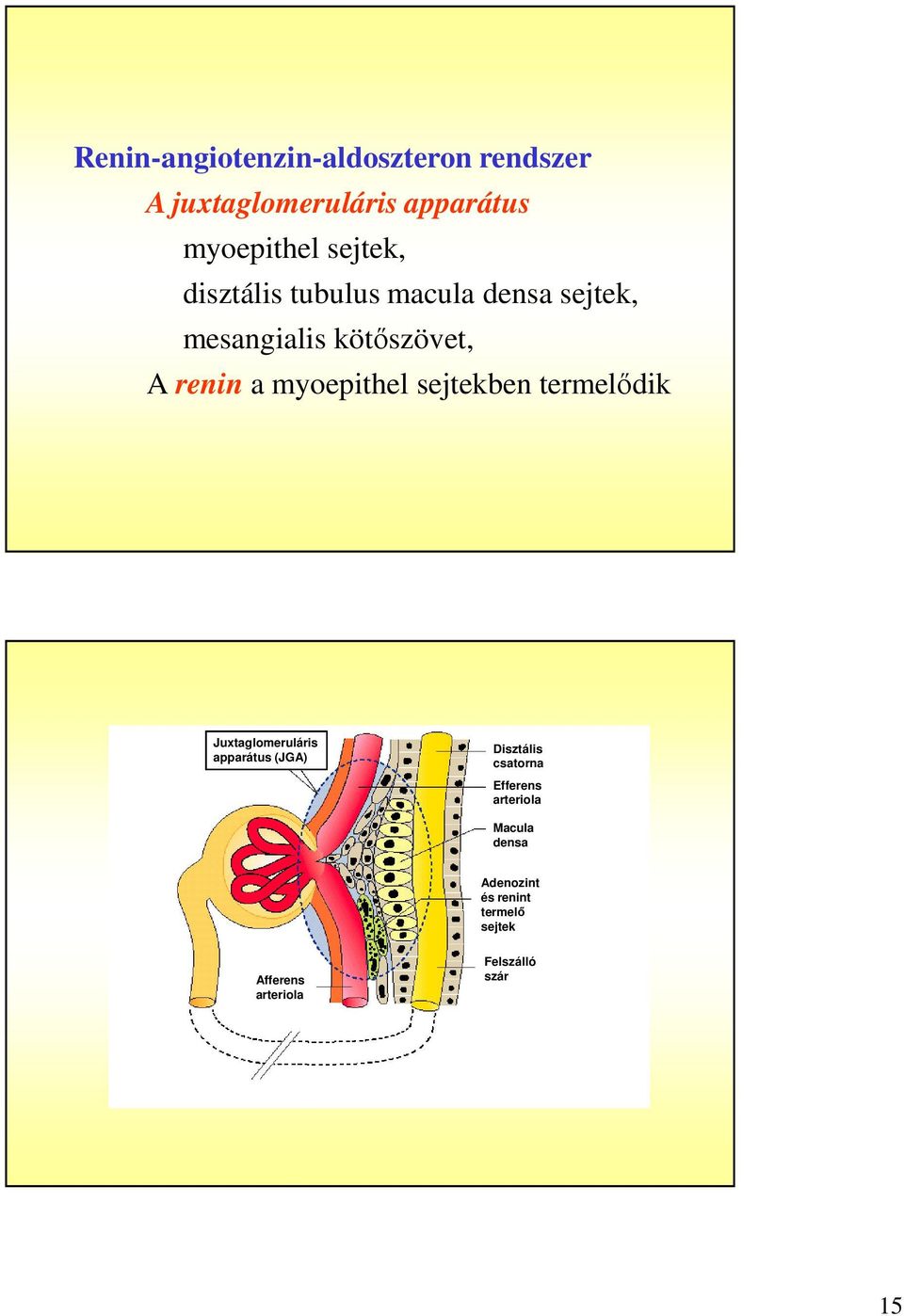 sejtekben termelődik Juxtaglomeruláris apparátus (JGA) Disztális csatorna Efferens