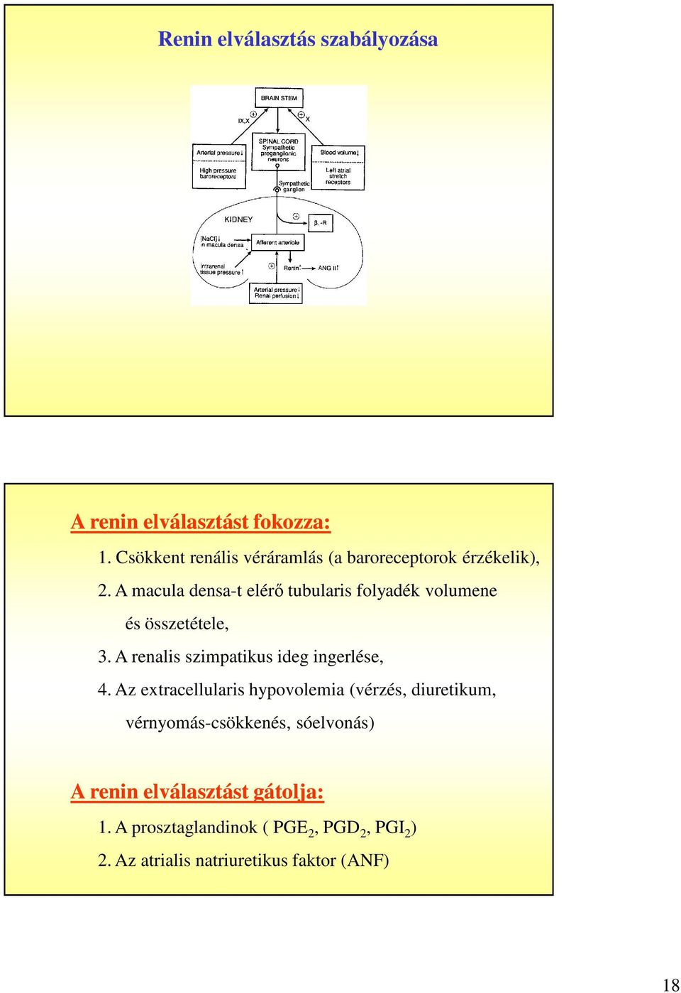 A macula densa-t elérő tubularis folyadék volumene és összetétele, 3. A renalis szimpatikus ideg ingerlése, 4.