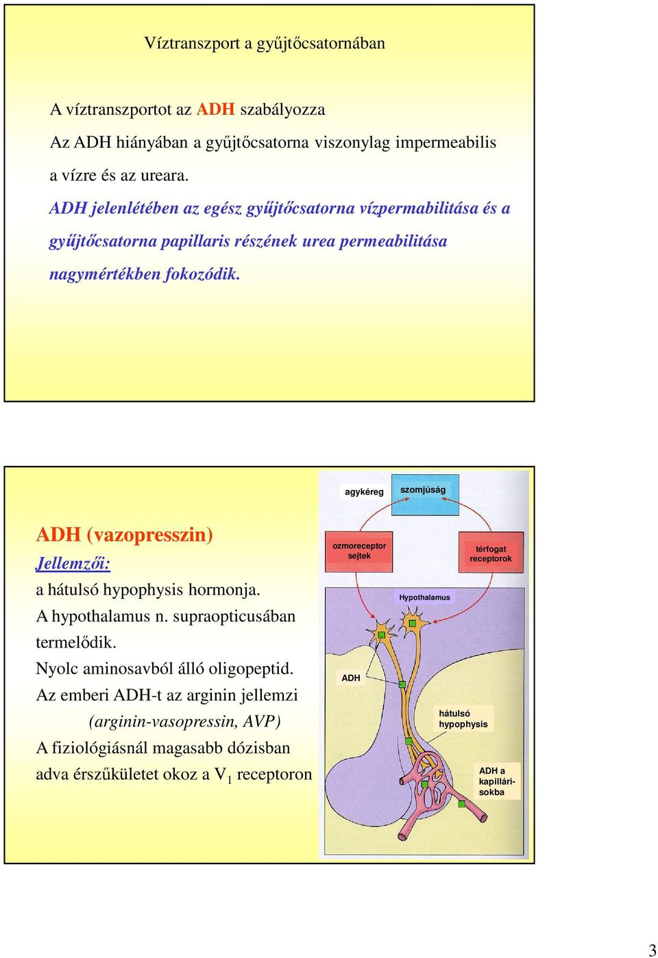 agykéreg szomjúság ADH (vazopresszin) Jellemzői: a hátulsó hypophysis hormonja. A hypothalamus n. supraopticusában termelődik. Nyolc aminosavból álló oligopeptid.