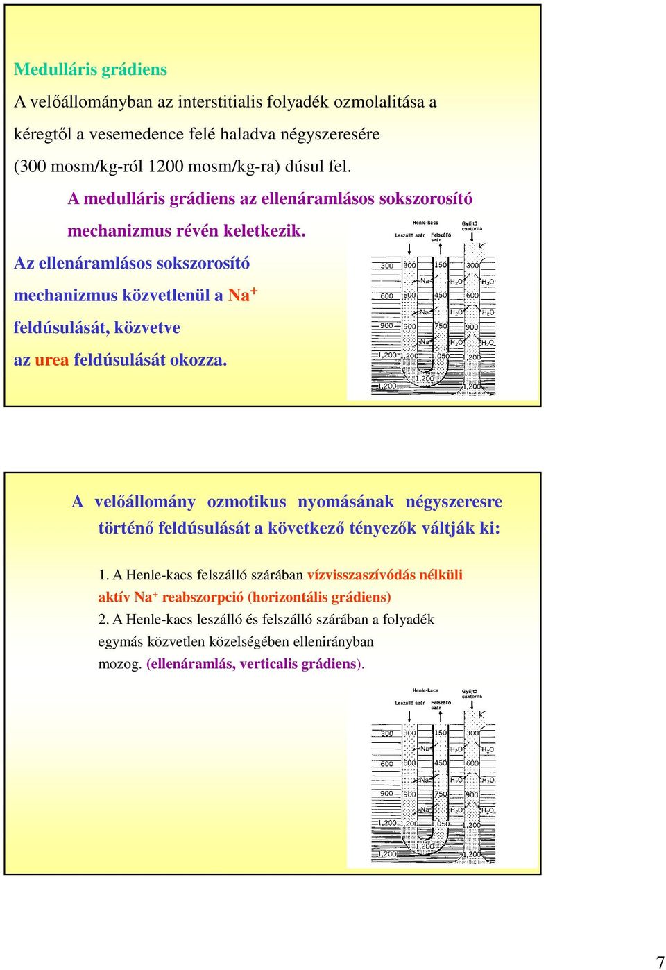 Az ellenáramlásos sokszorosító mechanizmus közvetlenül a Na + feldúsulását, közvetve az urea feldúsulását okozza.