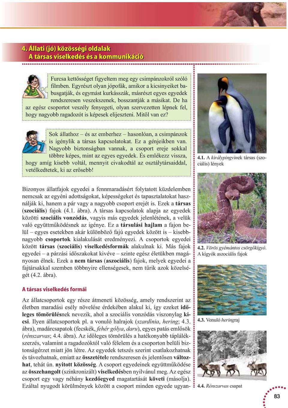 De ha az egész csoportot veszély fenyegeti, olyan szervezetten lépnek fel, hogy nagyobb ragadozót is képesek elijeszteni. Mit l van ez?