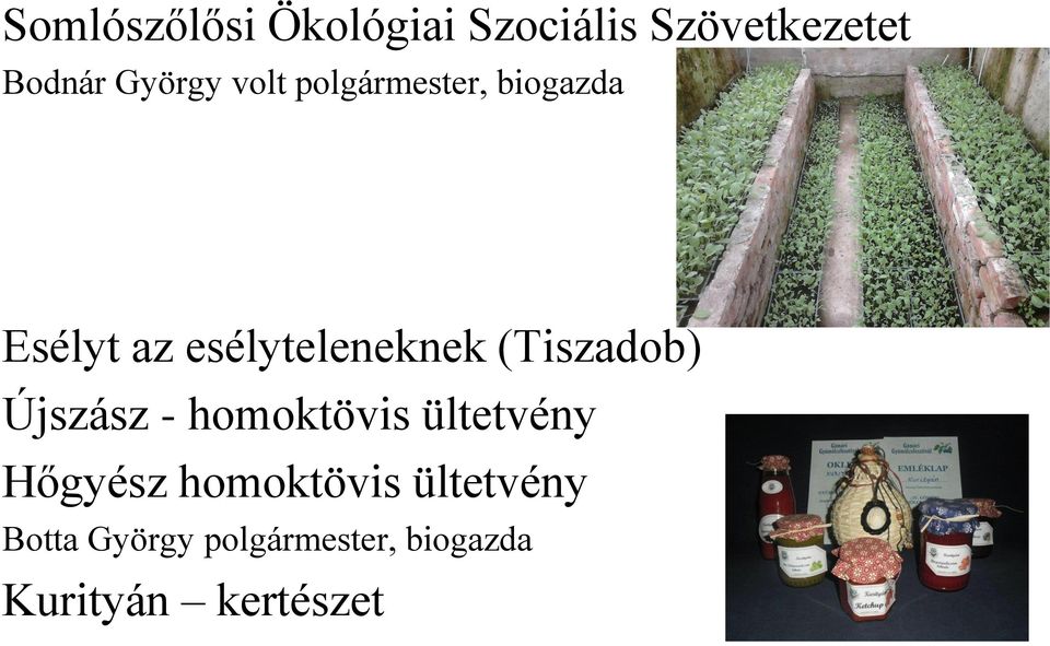 esélyteleneknek (Tiszadob) Újszász - homoktövis ültetvény