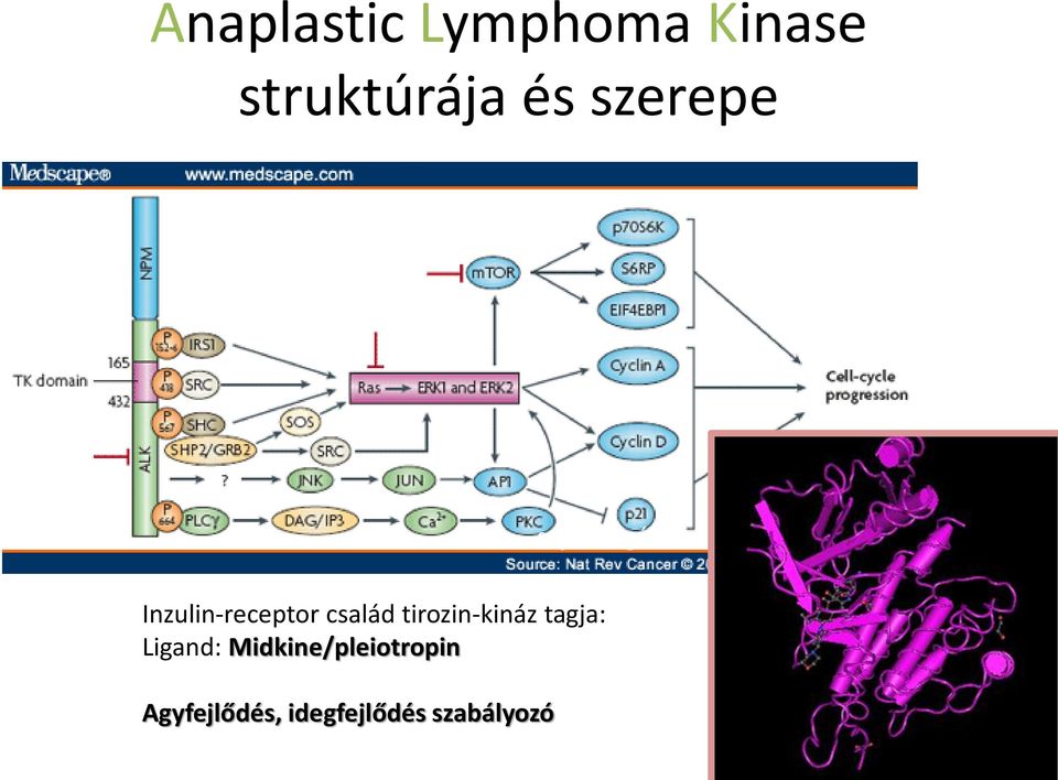 Inzulin-receptor család tirozin-kináz tagja: