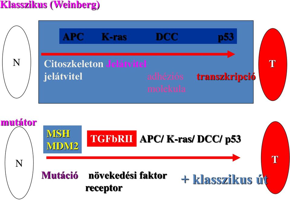 transzkripció molekula T mutátor N MSH MDM2 TGFbRII