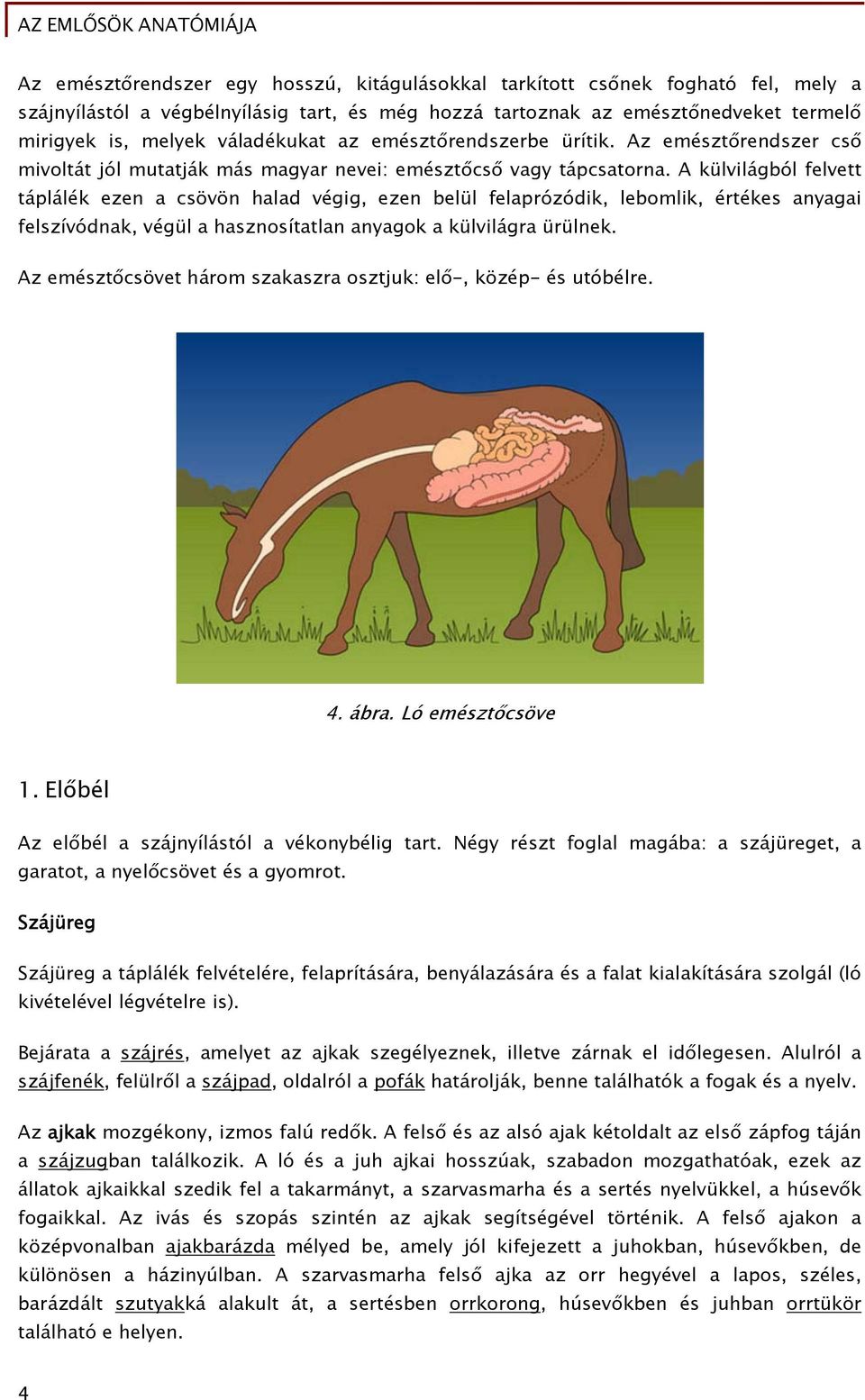 A külvilágból felvett táplálék ezen a csövön halad végig, ezen belül felaprózódik, lebomlik, értékes anyagai felszívódnak, végül a hasznosítatlan anyagok a külvilágra ürülnek.