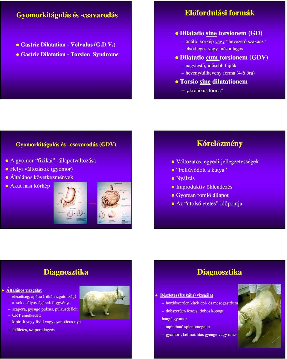 ) Gastric Dilatation - Torsion Syndrome Dilatatio sine torsionem (GD) önálló kórkép vagy bevezető szakasz elsődleges vagy másodlagos Dilatatio cum torsionem (GDV) nagytestű, idősebb fajták