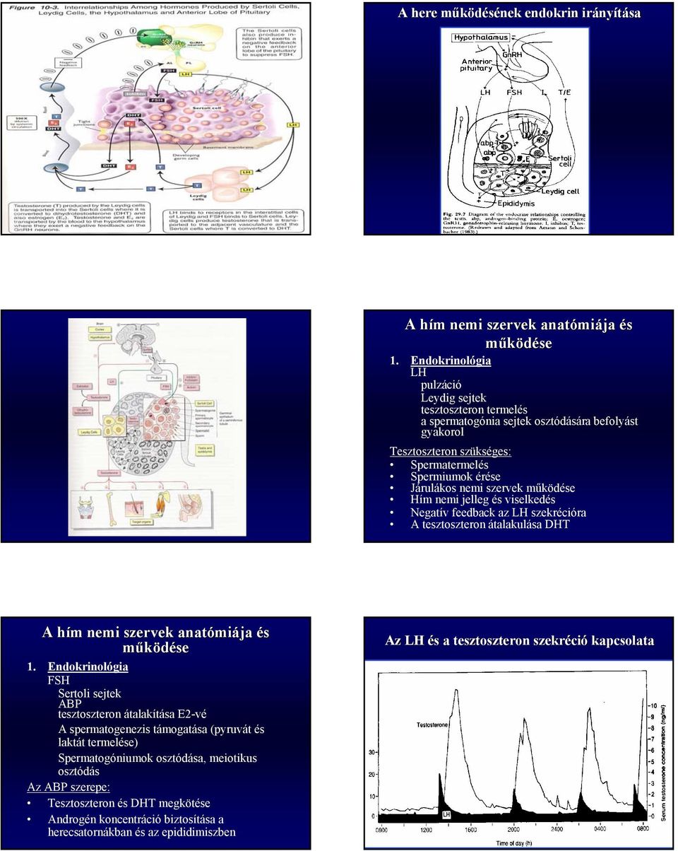 Járulákos nemi szervek működe Hím nemi jelleg viselked Negatív feedback az LH szekrécióra A tesztoszteron átalakulása DHT működe 1.
