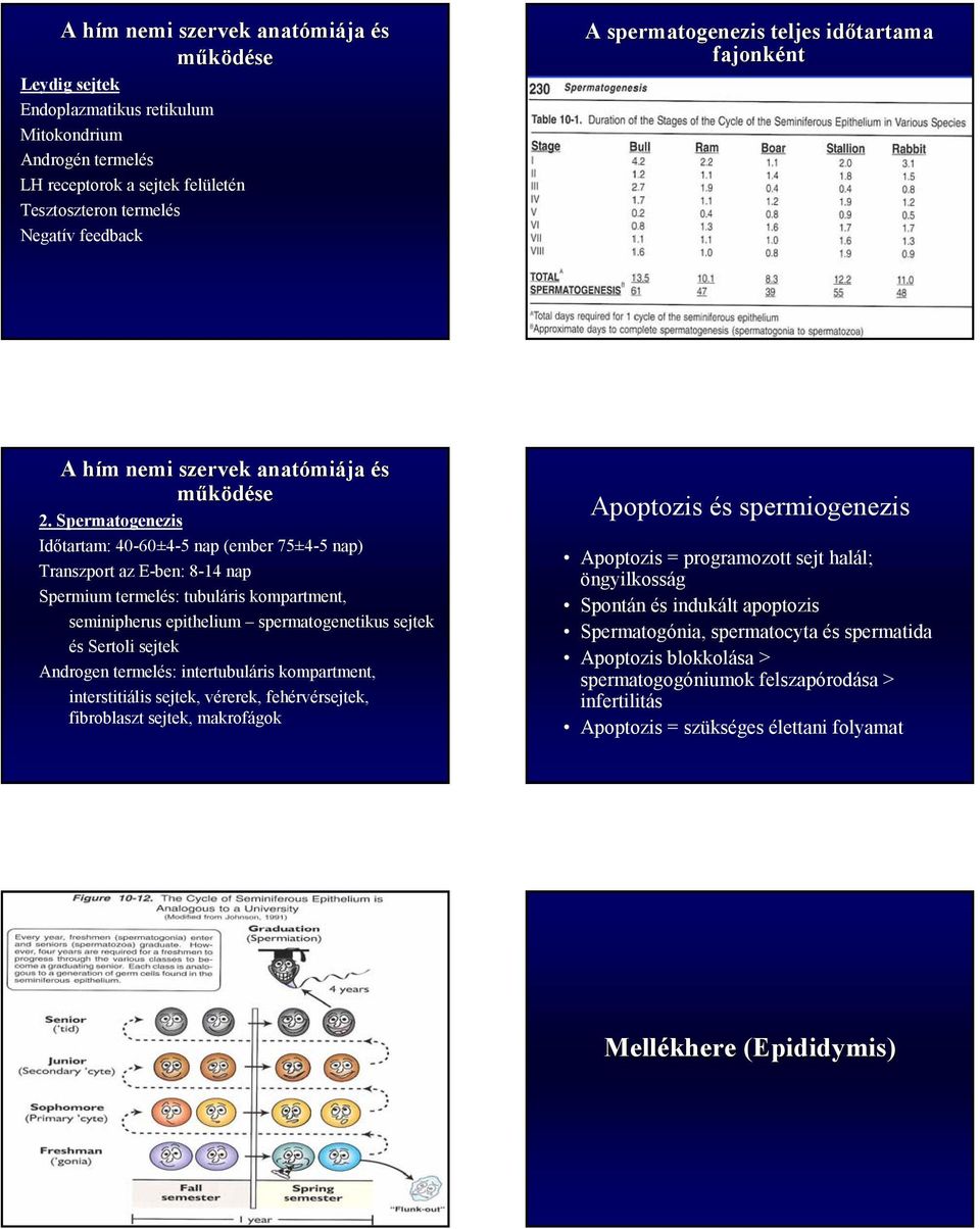 Spermatogenezis Időtartam: 40-60±4-5 nap (ember 75±4-5 nap) Transzport az E-ben: 8-14 nap Spermium termel: tubuláris kompartment, seminipherus epithelium spermatogenetikus sejtek Sertoli sejtek