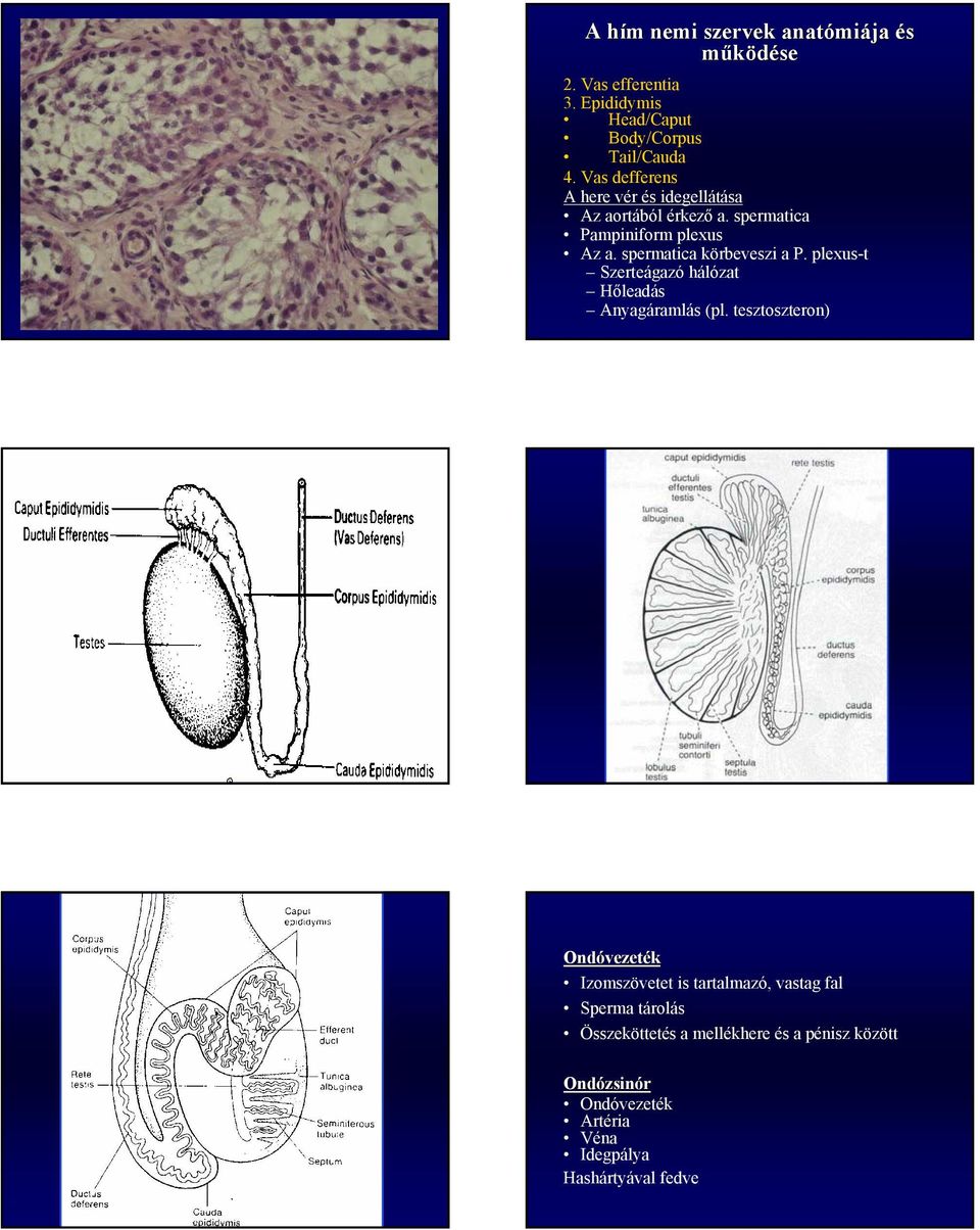 spermatica körbeveszi a P. plexus-t Szerteágazó hálózat Hőleadás Anyagáramlás (pl.