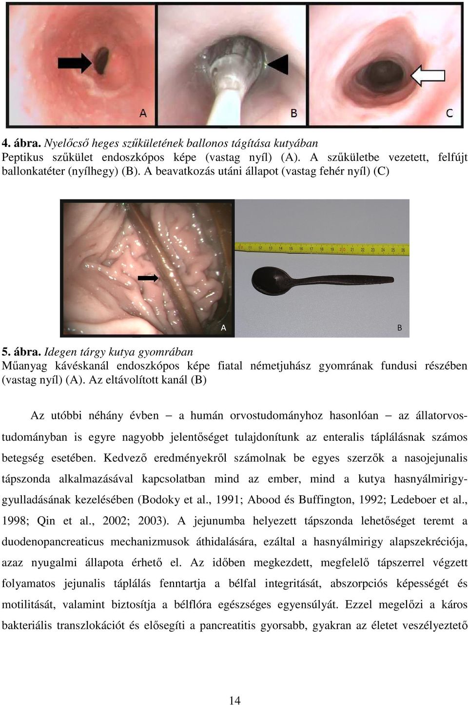 Az eltávolított kanál (B) Az utóbbi néhány évben a humán orvostudományhoz hasonlóan az állatorvostudományban is egyre nagyobb jelentőséget tulajdonítunk az enteralis táplálásnak számos betegség