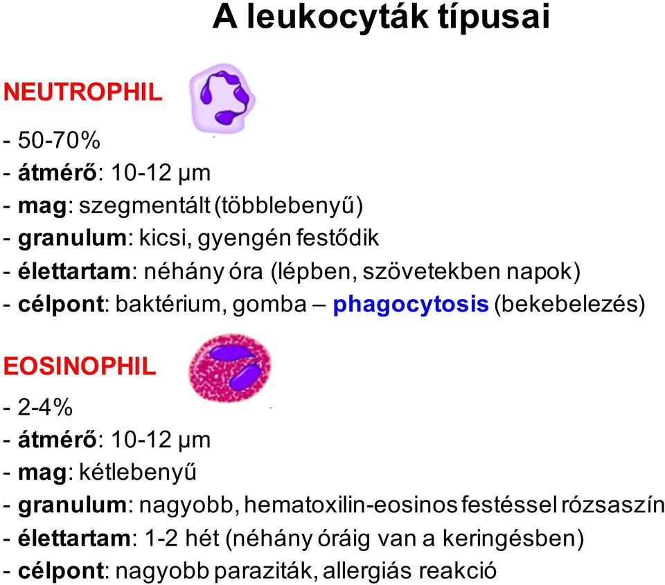 (bekebelezés) EOSINOPHIL - 2-4% - átmérő: 10-12 μm - mag: kétlebenyű - granulum: nagyobb, hematoxilin-eosinos