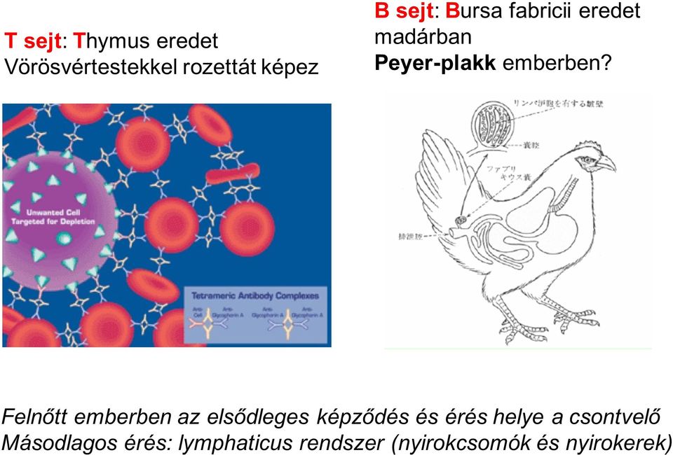 Felnőtt emberben az elsődleges képződés és érés helye a