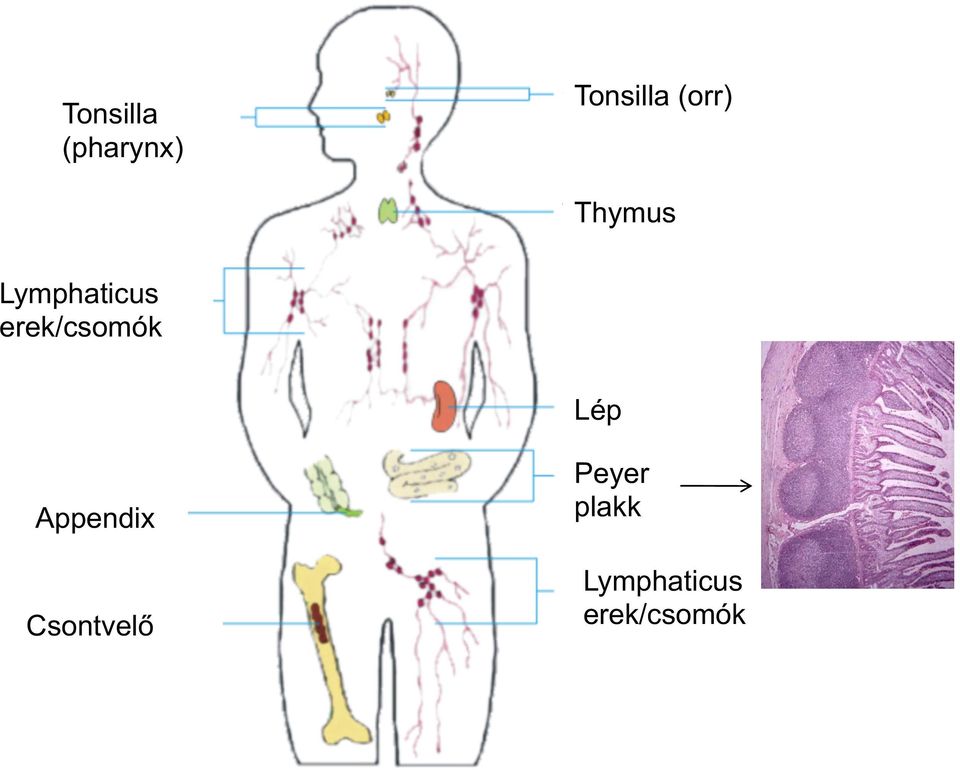 erek/csomók Lép Appendix