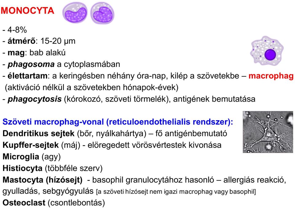 Dendritikus sejtek (bőr, nyálkahártya) fő antigénbemutató Kupffer-sejtek (máj) - elöregedett vörösvértestek kivonása Microglia (agy) Histiocyta (többféle szerv)