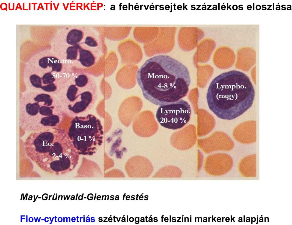 eloszlása May-Grünwald-Giemsa