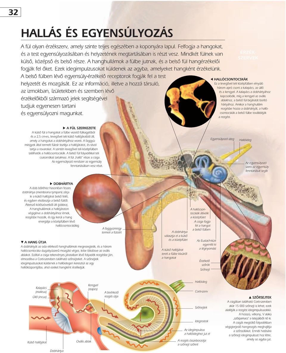 A belsô fülben lévô egyensúly-érzékelô receptorok fogják fel a test helyzetét és mozgását.