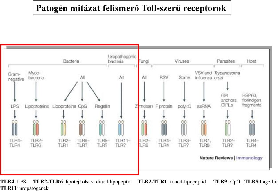 lipotejkolsav, diacil-lipopeptid TLR2-TLR1: